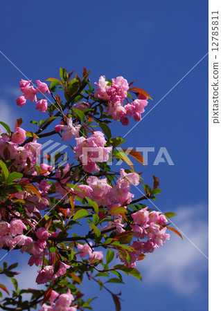 My name is Hana Hanakaido. I do not get much fruit. My name is Hana Hanakaido. I do not get much fruit. 12785811