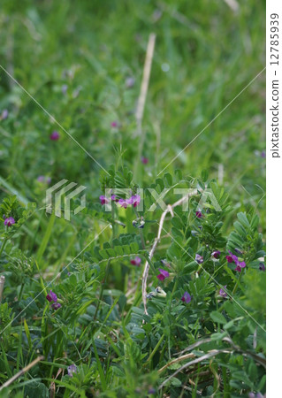 Karasuno pea, real name is Yahazu pea Yahazu peas 12785939