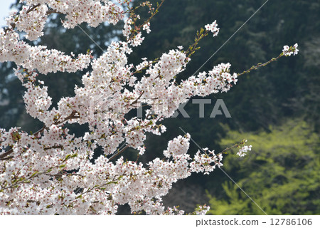 Cherry Blossoms	 12786106