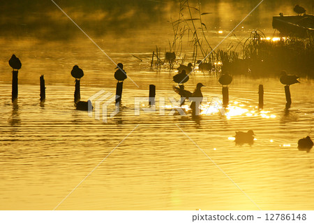 Waterfowl in the morning sun Waterfowl in the morning sun 12786148
