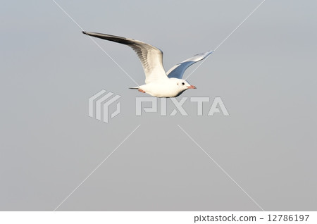 Seagull to fly Seagull to fly 12786197