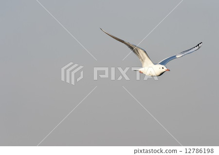 Seagull to fly Seagull to fly 12786198