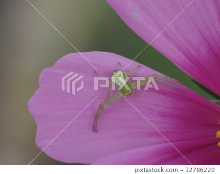 Petals and spiders 12786220