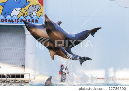 Dolphin show of Suma Aquarium 12786300