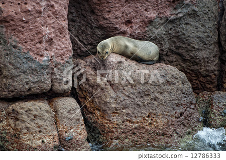 wounded Seal sea lion in baja california wounded Seal sea lion in baja california 12786333