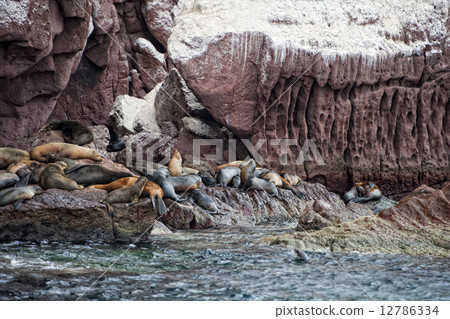 Seal sea lion in baja california Seal sea lion in baja california 12786334