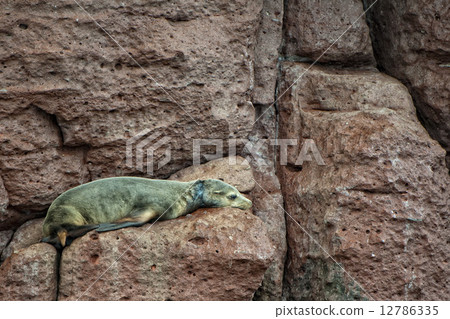 wounded Seal sea lion in baja california wounded Seal sea lion in baja california 12786335
