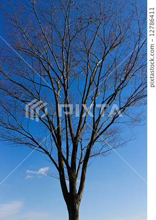 冬天死了 12786411