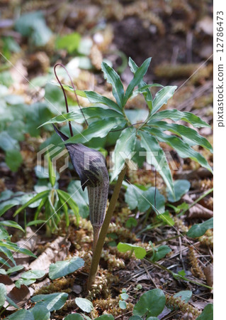 Urasima草（Urashimao）另一個名字是蛇草。 12786473