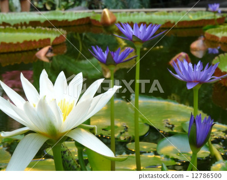 New Zealand · Ohio Bonus New Zealand · Ohio Bonus 12786500