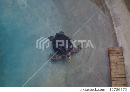 Sea turtle Sea turtle 12786573