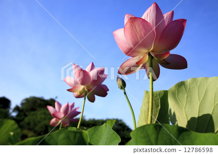 I am blue sky 12786598