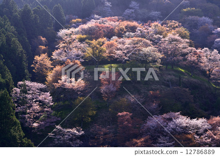 吉野的櫻花樹 12786889