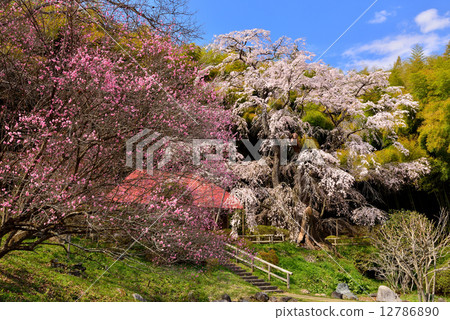 福島的櫻花 福島的櫻花 12786890