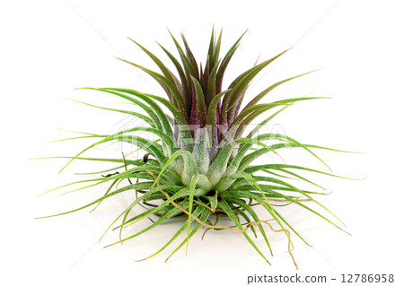 Tillandsia on white background. Tillandsia on white background. 12786958