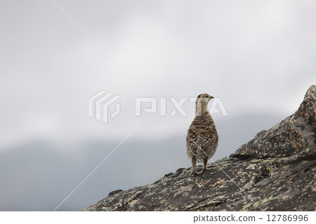 Thunder bird chicks Thunder bird chicks 12786996