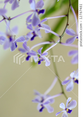 Cute flower of a run Cute flower of a run 12787481