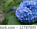  hydrangea 12787895