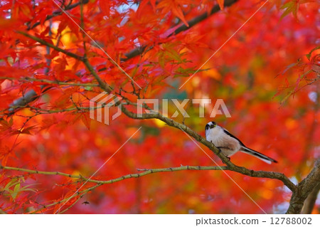秋葉和野生鳥類 秋葉和野生鳥類 12788002