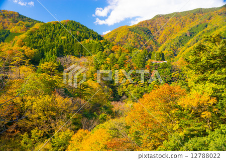 Autumn scenery Autumn scenery 12788022