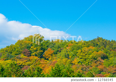 Autumn scenery Autumn scenery 12788545