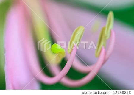 close up pollen of Purple Bauhinia on white background close up pollen of Purple Bauhinia on white background 12788838