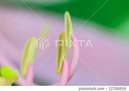 close up pollen of Purple Bauhinia on white background close up pollen of Purple Bauhinia on white background 12788839