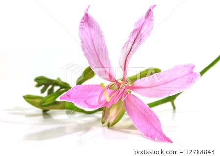 Purple Bauhinia on white background Purple Bauhinia on white background 12788843