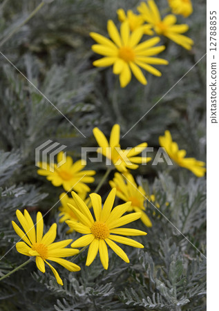 Julius Daisy 12788855