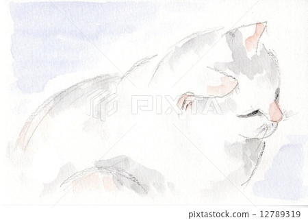 貓（手繪插圖） 12789319
