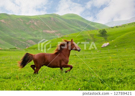 bay horse skips on a green meadow against mountains 12789421