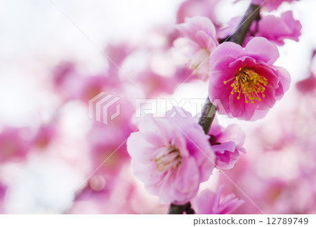 Plum blossoms image Material early spring image 12789749