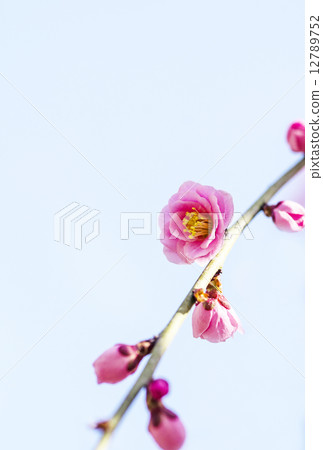 梅花 12789752