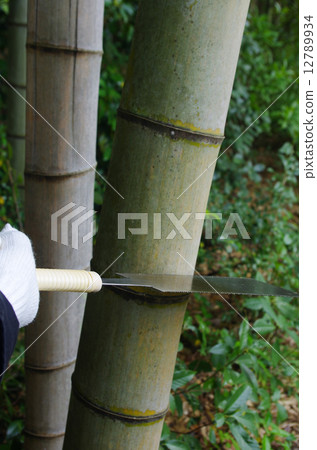 Logging of Moso bamboo 12789934
