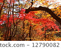 秋天的樹葉 12790082