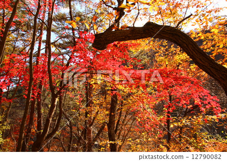 秋天的樹葉 12790082