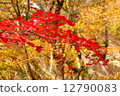 秋天的樹葉 12790083