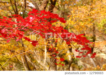 Autumn leaves 12790083