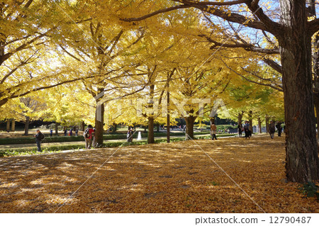 Gingko row of trees in Showa Memorial Park 12790487