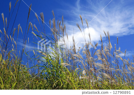 Miscanthus 12790891