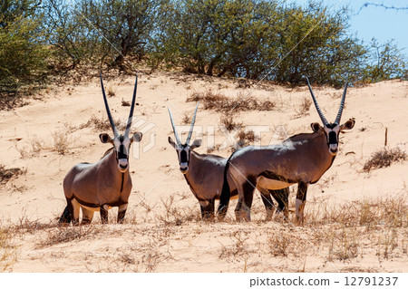 Gemsbok, Oryx gazella on sand dune 12791237