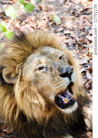 Portrait of Lion with open mouth shoving big teeth. 12791238