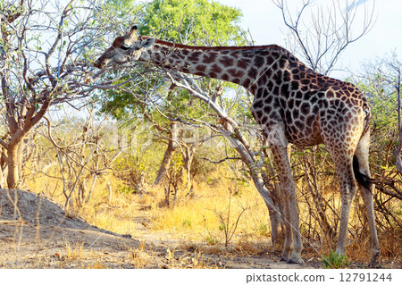 adult giraffe grazing on tree adult giraffe grazing on tree 12791244