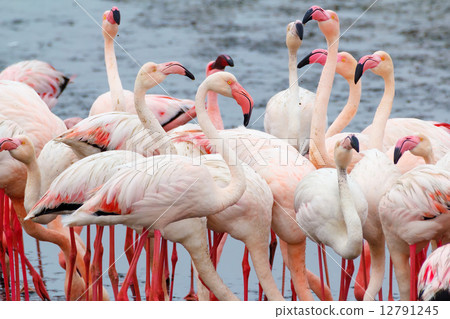 Rosy Flamingo colony in Walvis Bay Namibia 12791245