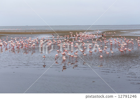 Rosy Flamingo colony in Walvis Bay Namibia 12791246