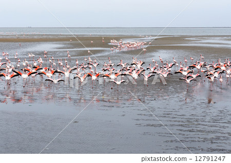 Rosy Flamingo colony in Walvis Bay Namibia 12791247