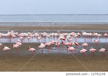 Rosy Flamingo colony in Walvis Bay Namibia 12791248