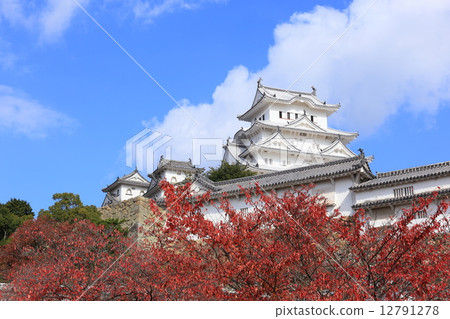 Sakura's autumn leaves and Himeji castle Sakura's autumn leaves and Himeji castle 12791278