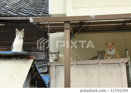 流浪貓 流浪貓 12791294