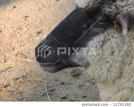 Dandibles 2 12791380